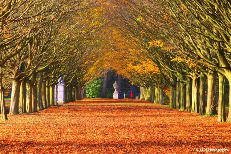 Autumn Trees