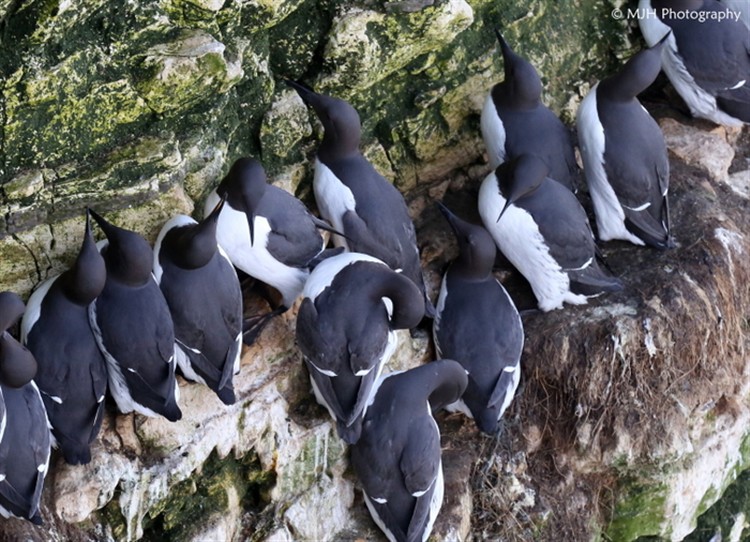 Bempton Cliffs